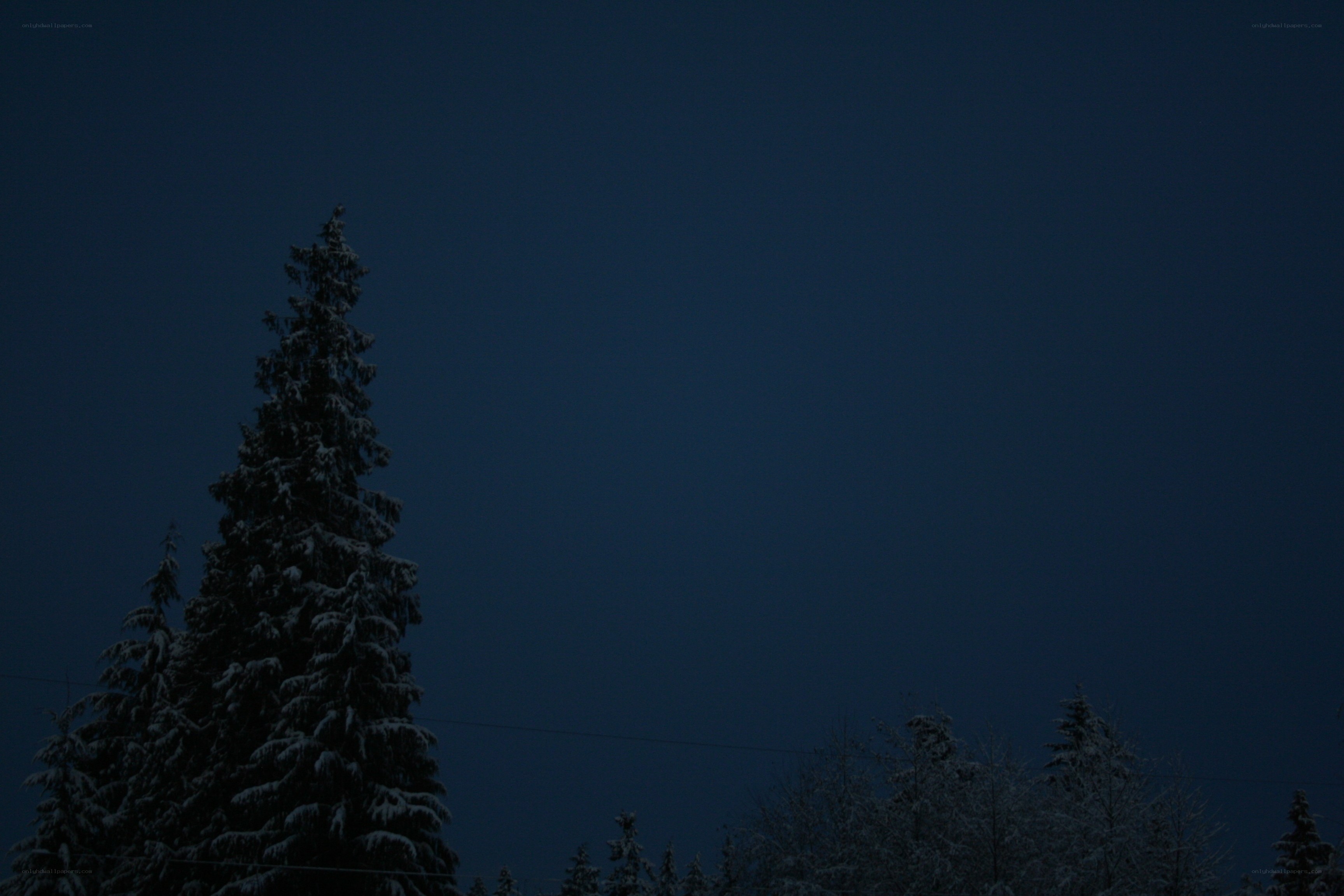 snow-covered trees at dusk