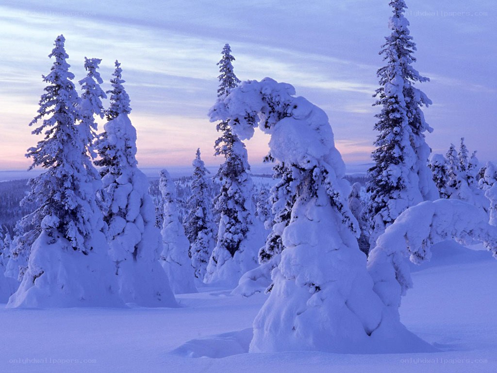 Snow-covered trees at dusk
