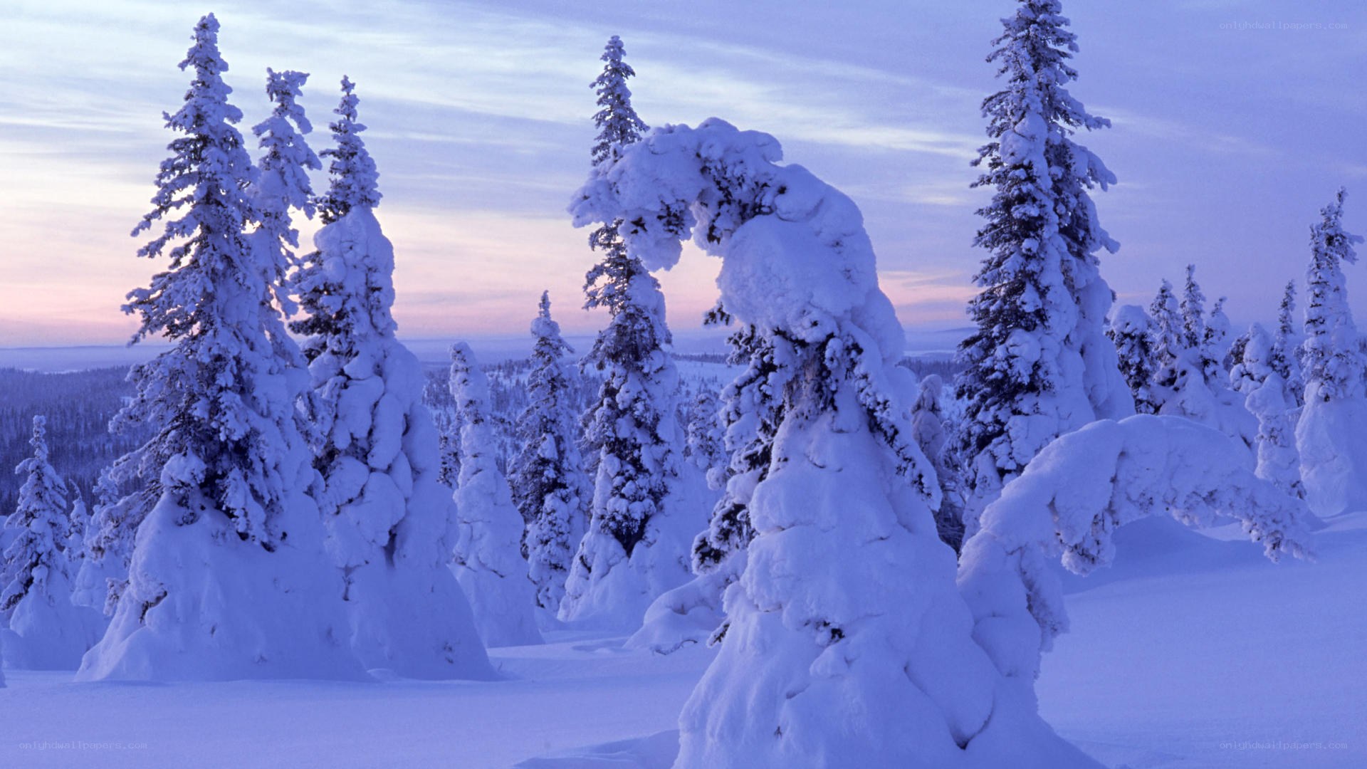 Snow-covered trees at dusk