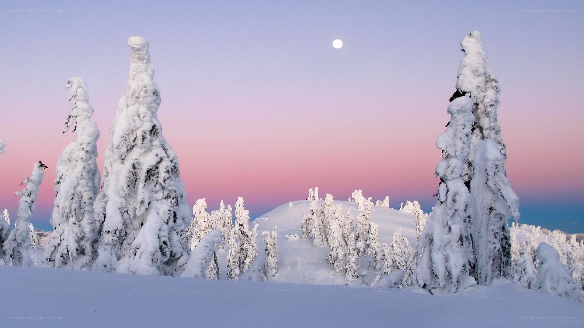 Snow-covered trees at dusk