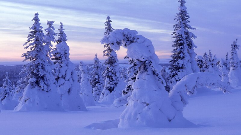 snow-covered trees at dusk