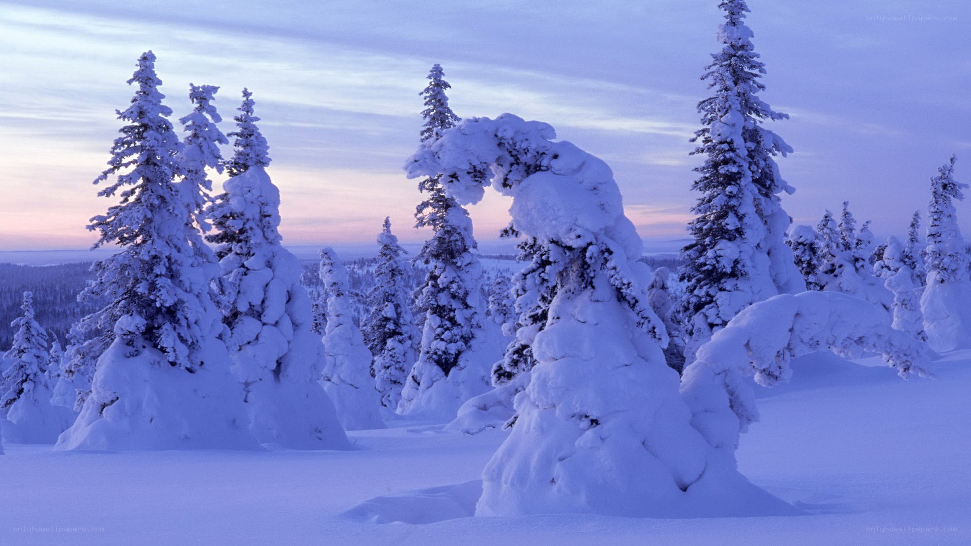 snow-covered trees at dusk