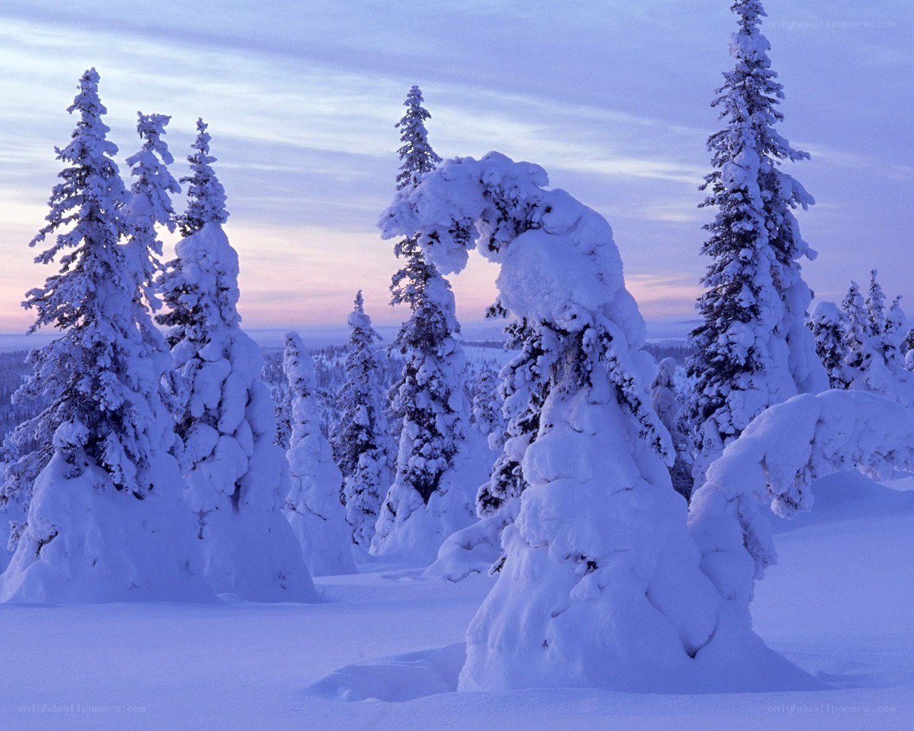 Snow-covered trees at dusk