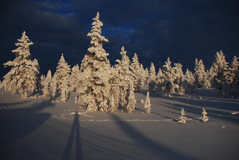 Snow-covered trees at dusk