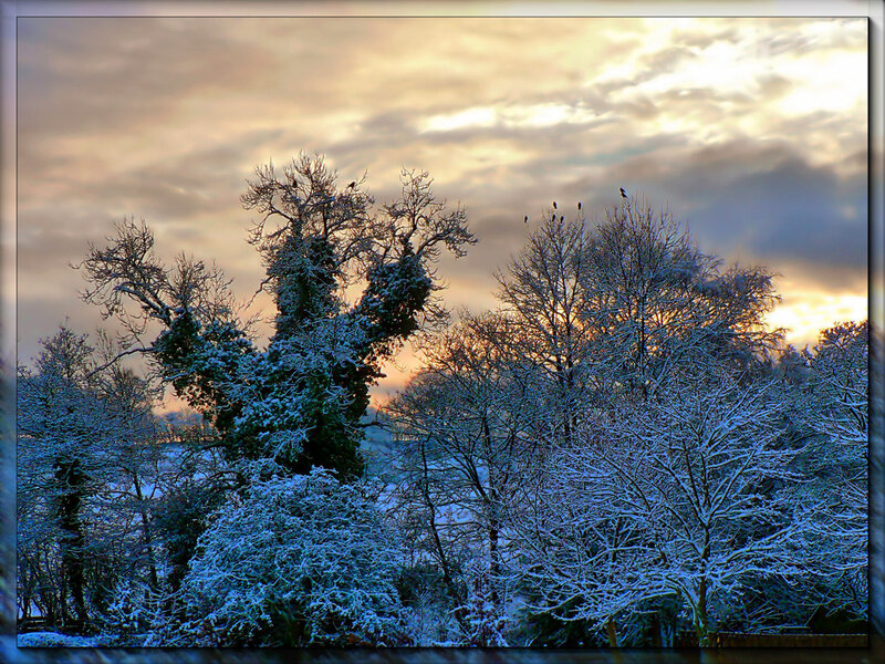 Snow-covered Trees at Dusk — Blue, Dramatic, Winter