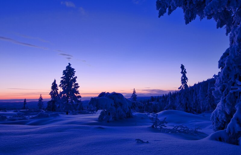 Snow-covered Trees at Dusk — Blue, Serene
