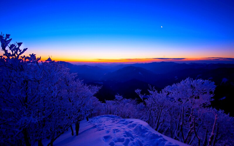 Snow-covered Trees at Dusk — Blue