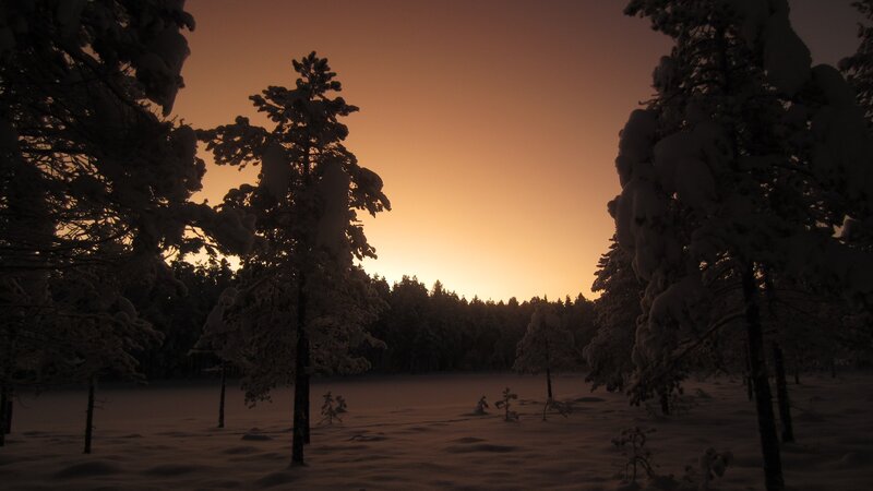 Snow-covered Trees at Dusk — Orange