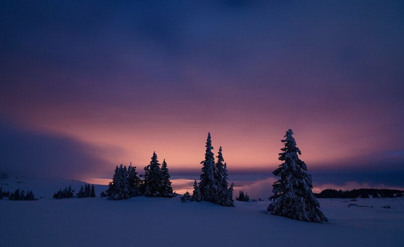 Snow-covered Trees at Dusk — Purple, Serene, Sunset