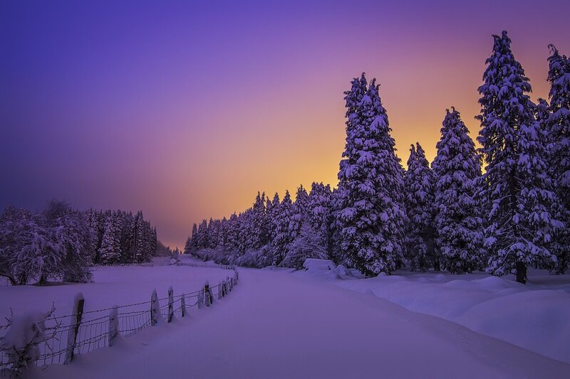 Snow-covered Trees at Dusk — Purple, Serene