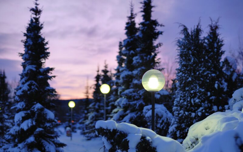 Snow-covered Trees at Dusk — Purple