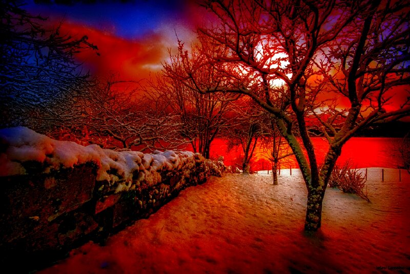 Snow-covered Trees at Dusk — Red