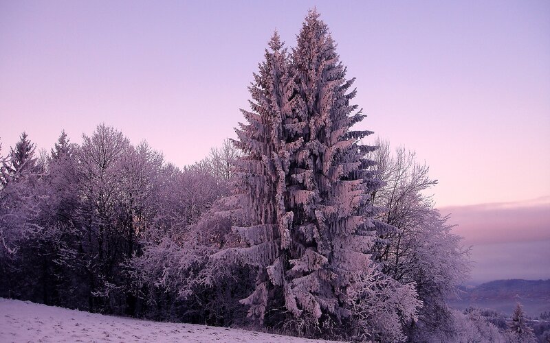 Snow-covered trees at dusk