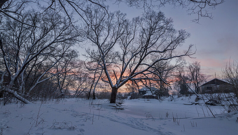 Snow-covered Trees at Dusk — White
