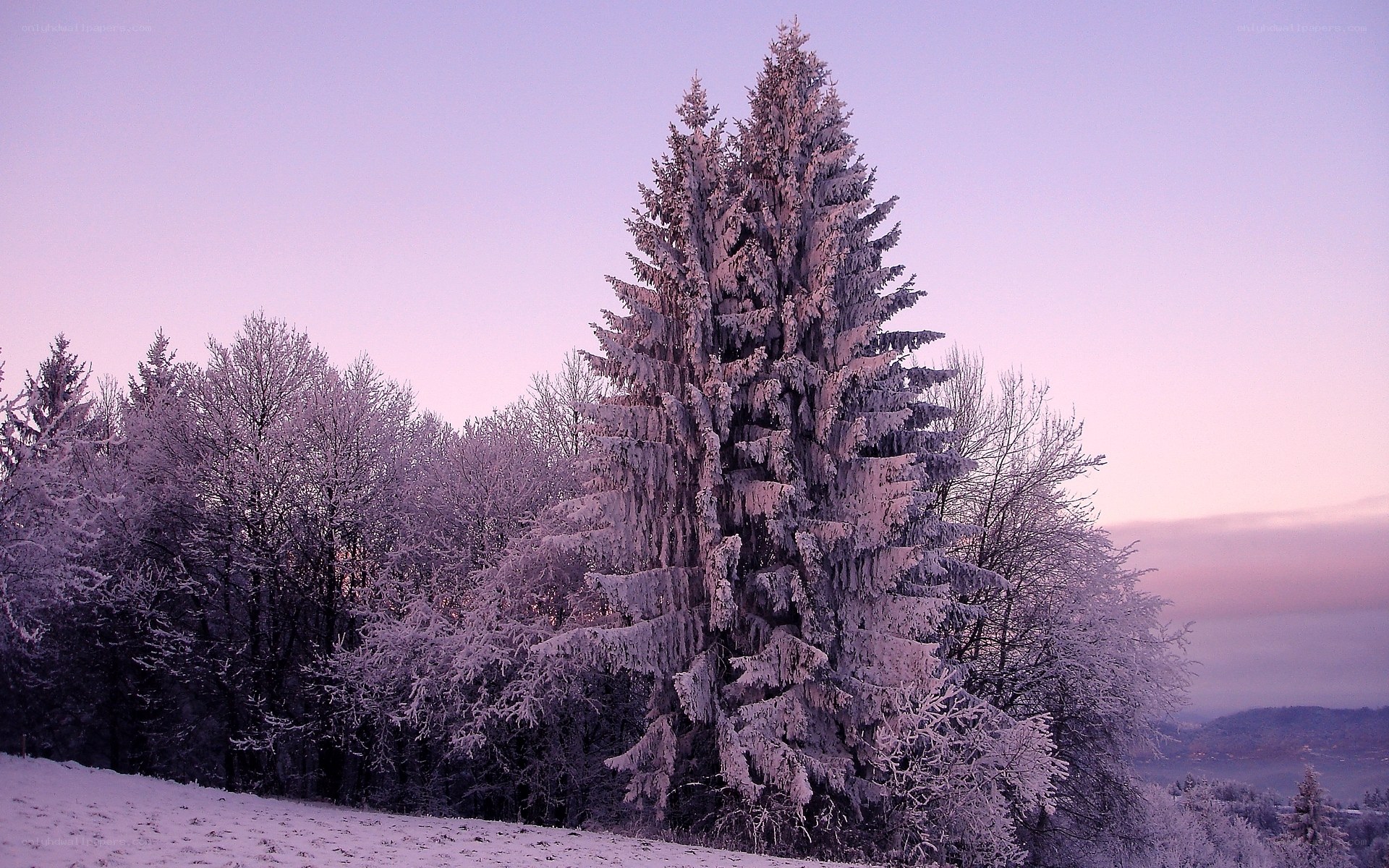 Snow-covered trees at dusk