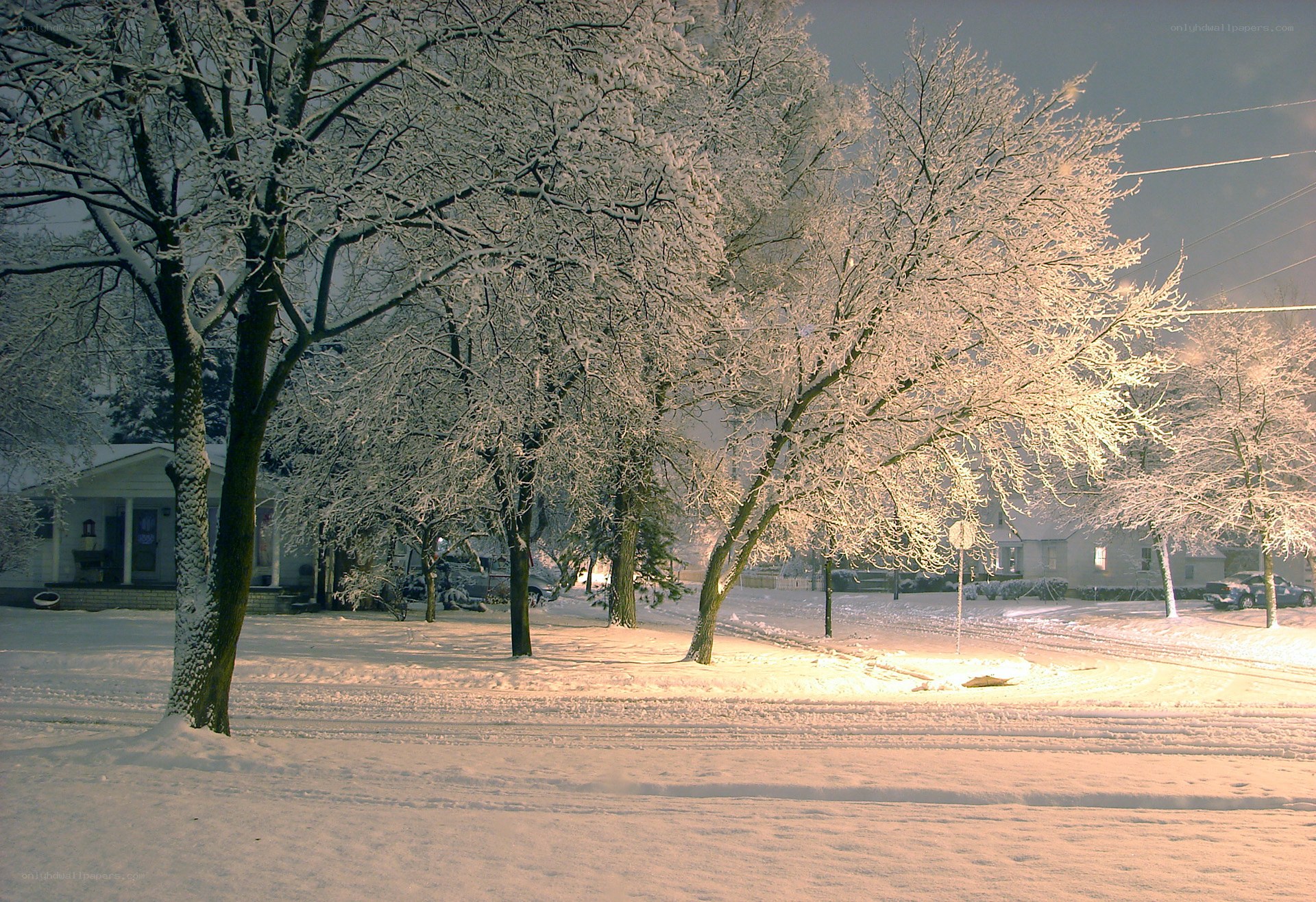 Snow-covered trees at night