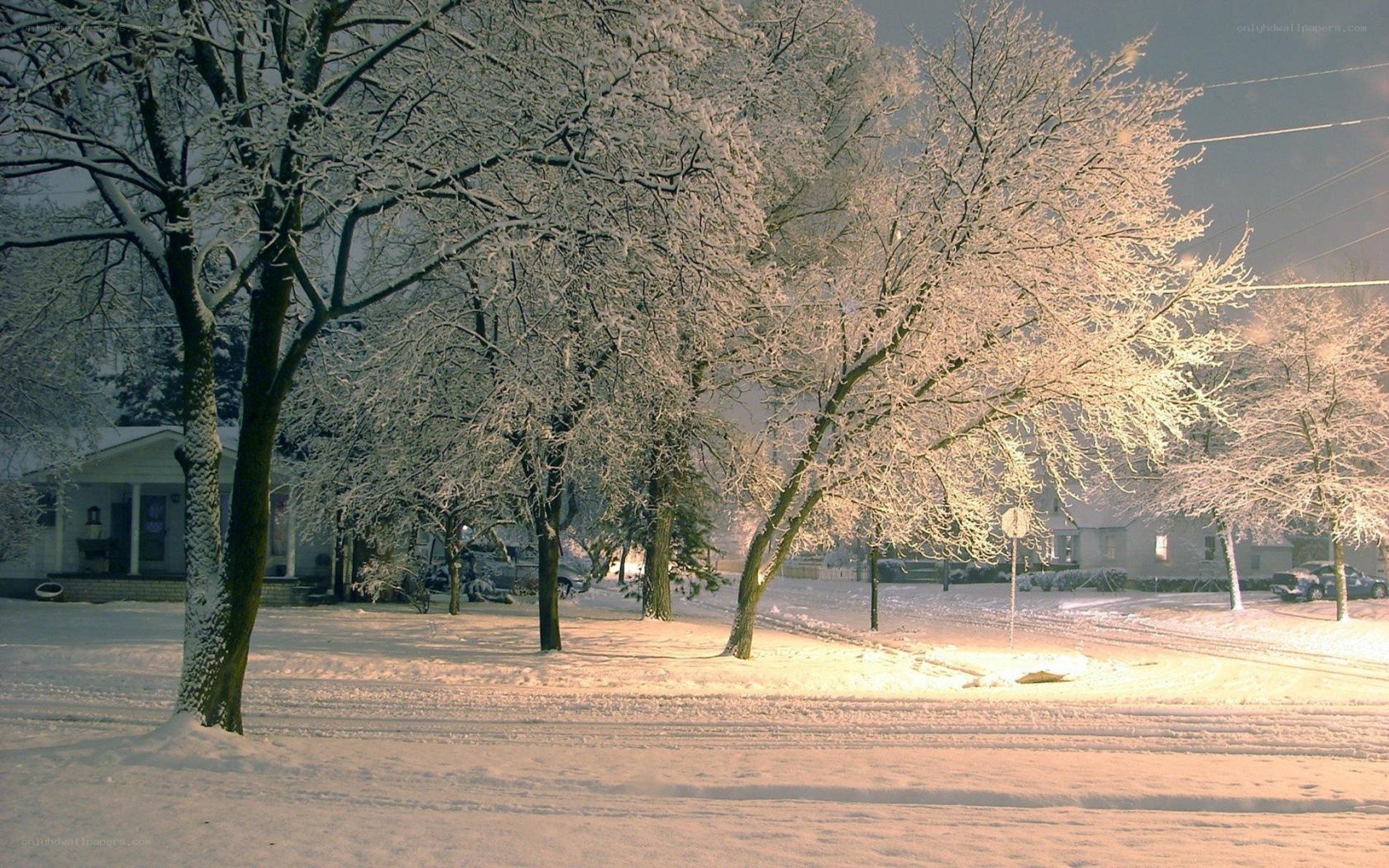 snow-covered trees at night
