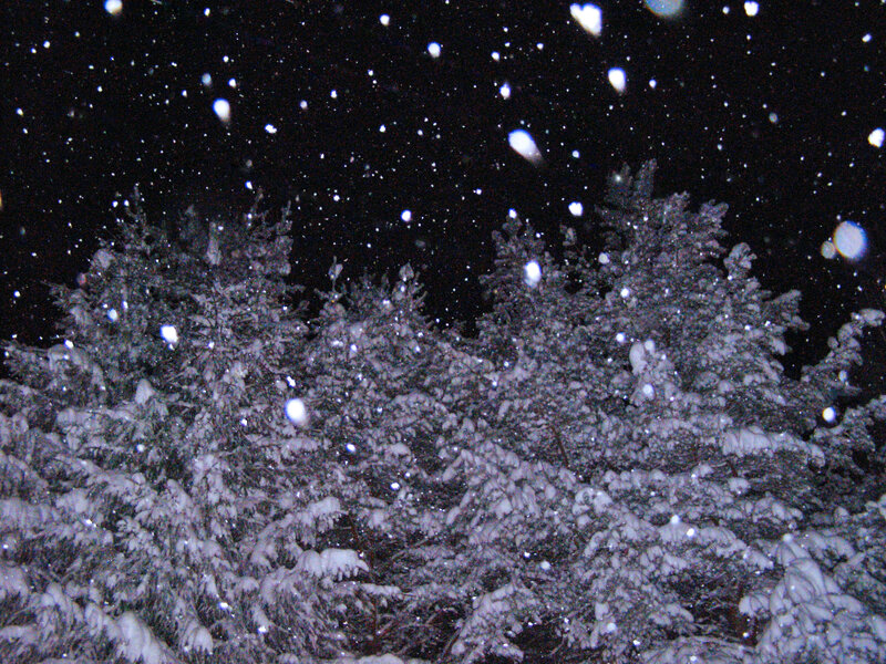 Snow-covered Trees at Night — Black