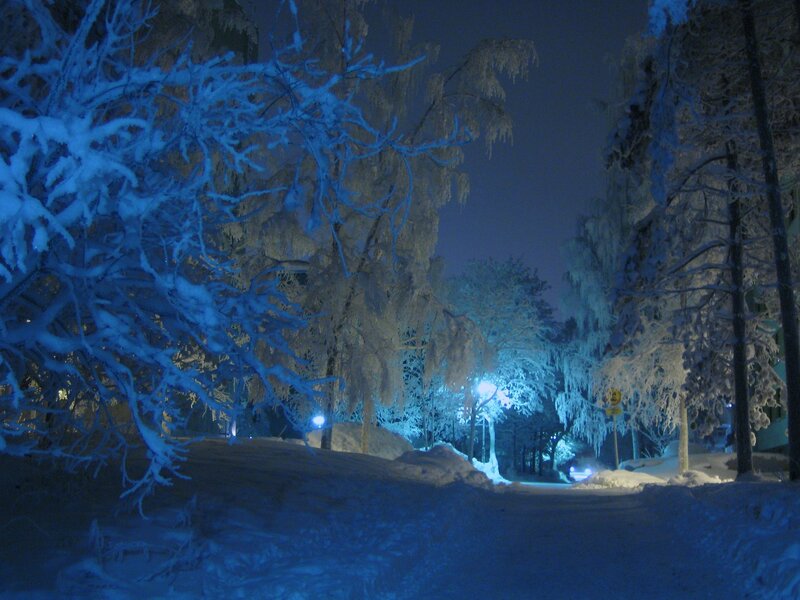 Snow-covered Trees at Night — Blue, Cold