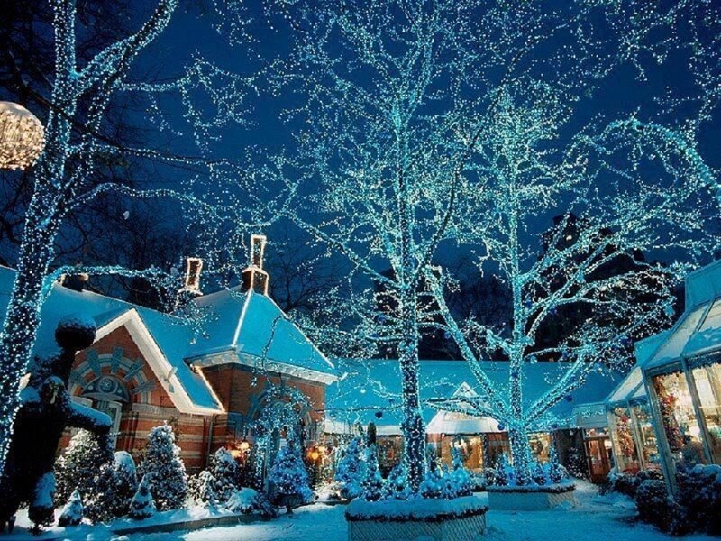 Snow-covered Trees at Night — Blue, Festive, Photograph