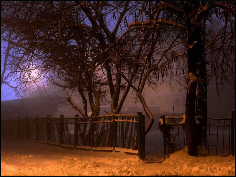 Snow-covered Trees at Night — Blue, Moody, Quiet