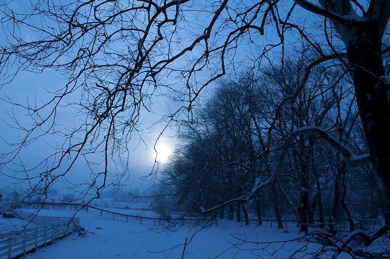 Snow-covered Trees at Night — Blue, Serene, Photograph, Fence