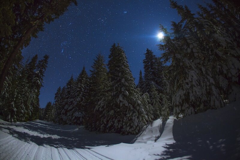 Snow-covered Trees at Night — Blue, Serene, Photograph, Moon