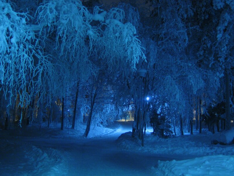Snow-covered Trees at Night — Blue, Serene, Photograph, Path
