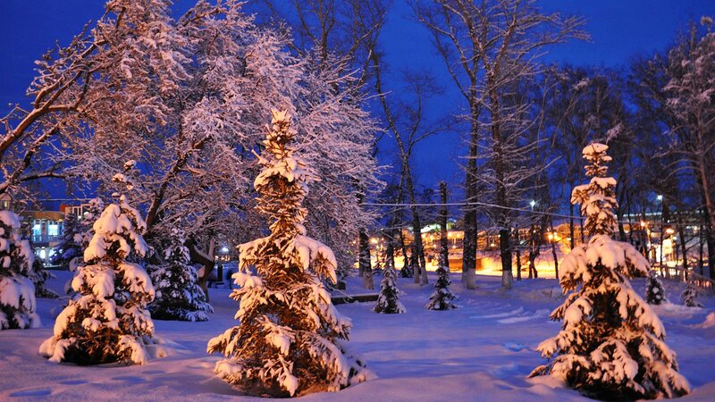 Snow-covered Trees at Night — Blue, Serene, Photograph, Snow, Buildings