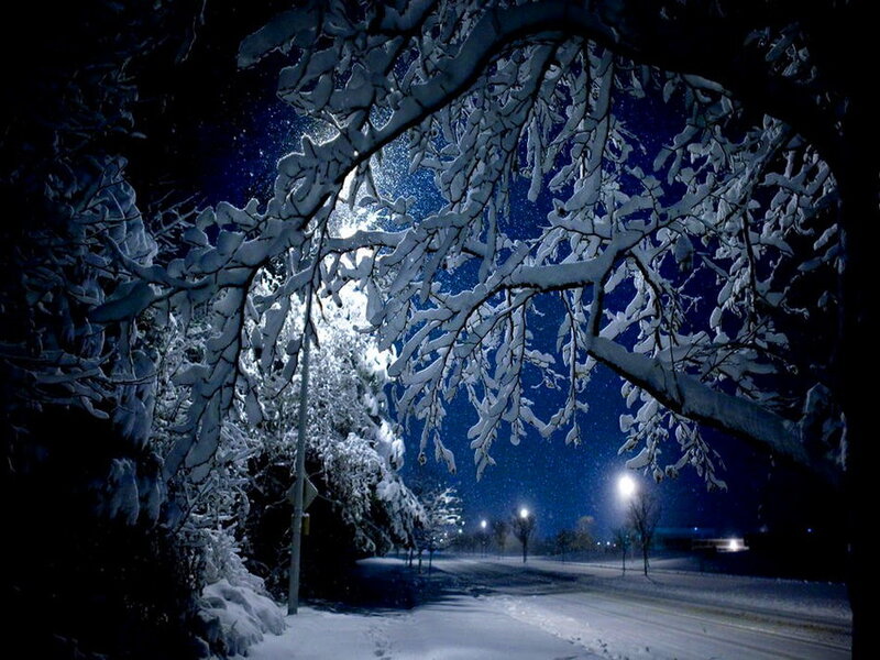 Snow-covered Trees at Night — Blue, Serene, Photograph, Streetlights