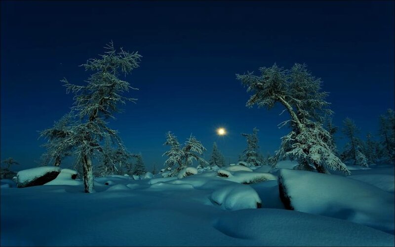 Snow-covered Trees at Night — Blue, Serene, Photograph