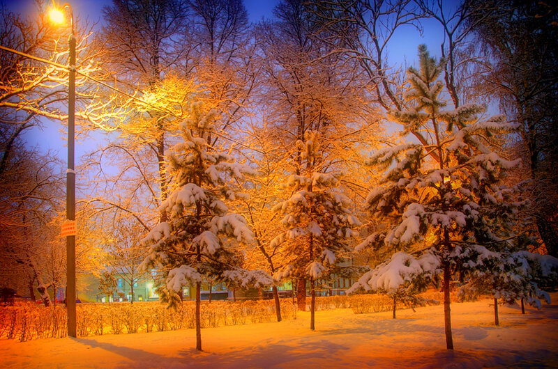 Snow-covered Trees at Night — Orange, Serene
