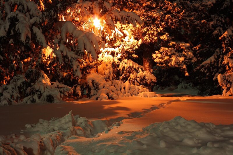Snow-covered Trees at Night — Orange