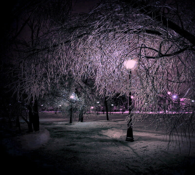 Snow-covered Trees at Night — Purple, Dark