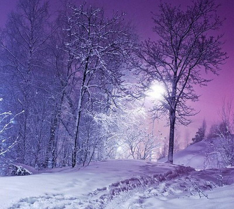 Snow-covered Trees at Night — Purple, Serene, Photograph