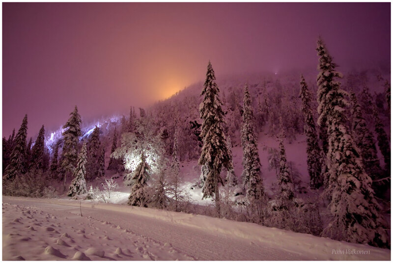 Snow-covered Trees at Night — Purple, Serene