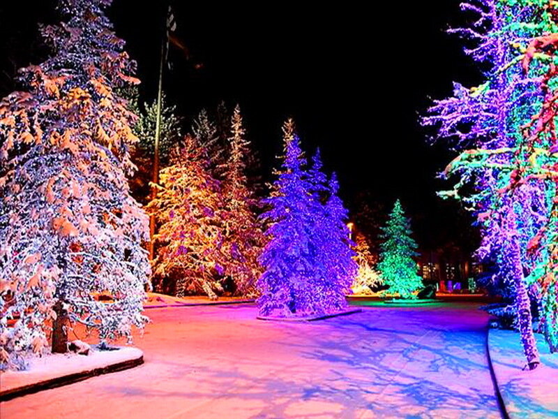 Snow-covered Trees at Night — Purple