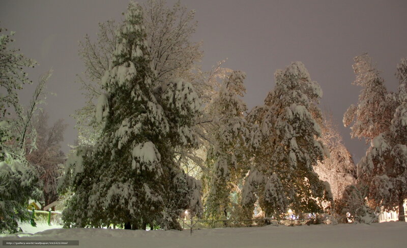 Snow-covered trees at night