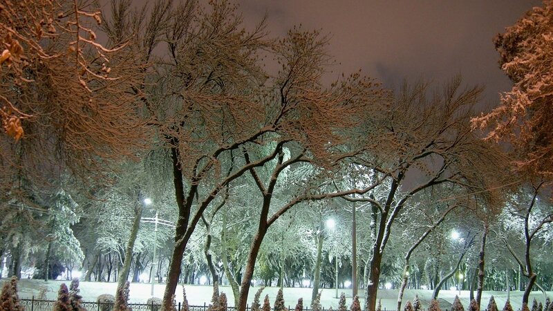 Snow-covered Trees at Night — White, Calm, Photograph, Snow