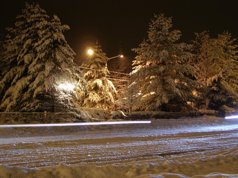 Snow-covered Trees at Night — White, Calm, Photograph