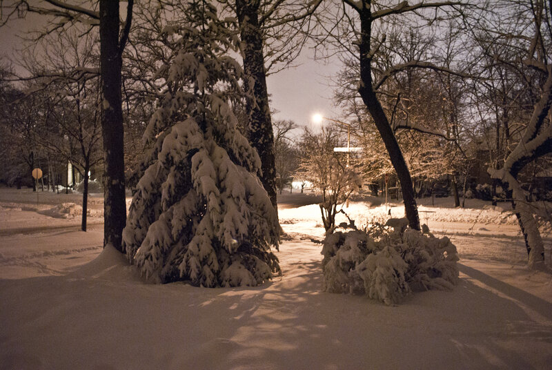 Snow-covered Trees at Night — White, Quiet, Photograph