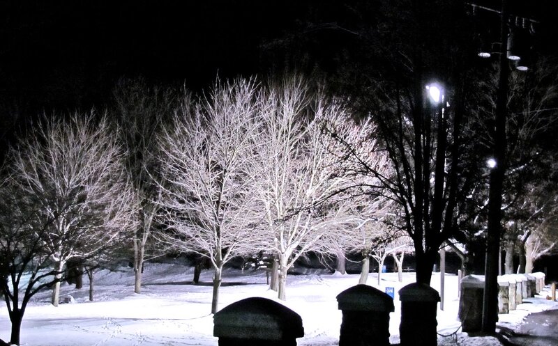 Snow-covered Trees at Night — White, Quiet
