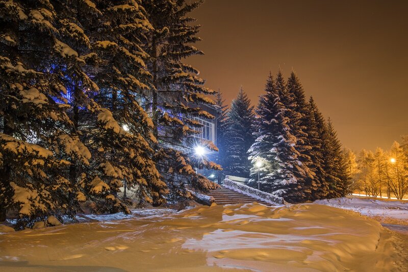 Snow-covered Trees at Night — White, Serene, Photograph, Building