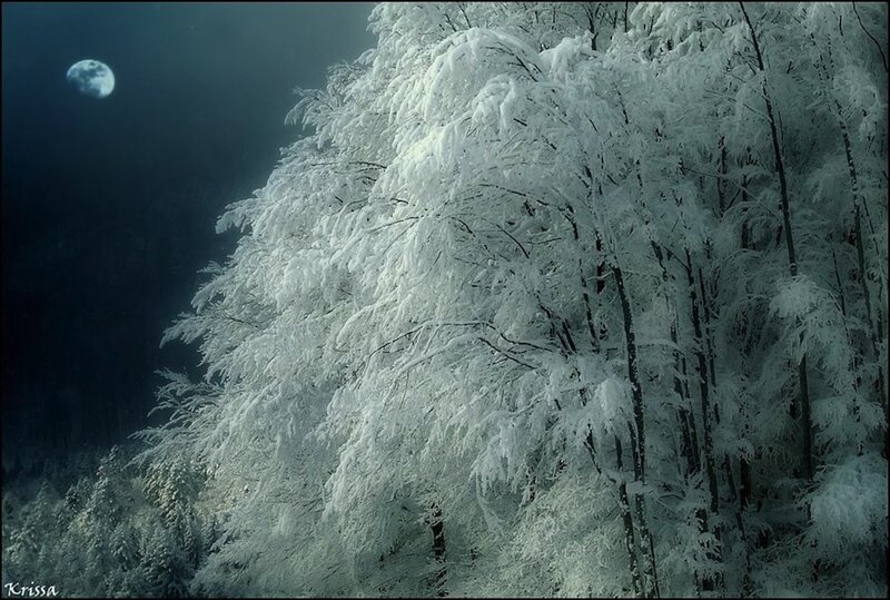 Snow-covered Trees at Night — White, Serene, Photograph, Moon, Forest