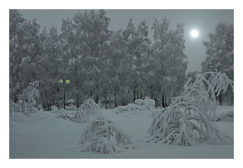 Snow-covered Trees at Night — White, Serene, Photograph, Moon