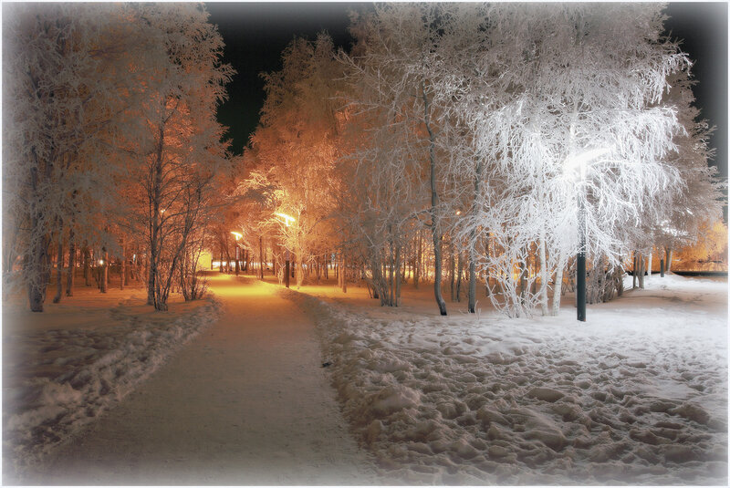 Snow-covered Trees at Night — White, Serene, Photograph, Path