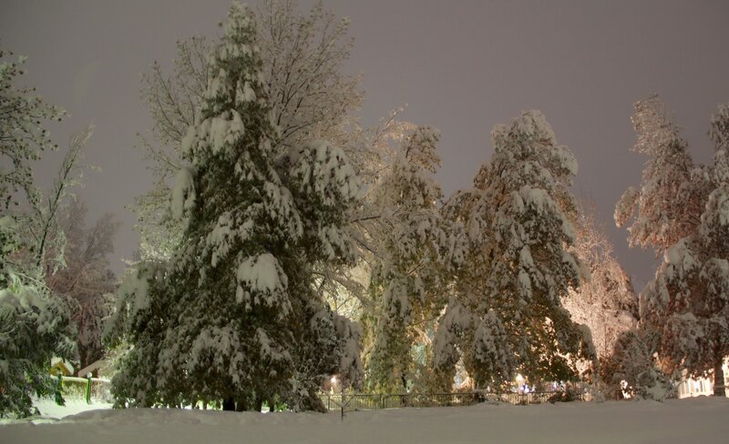 Snow-covered Trees at Night — White, Serene, Photograph, Snow, Fence