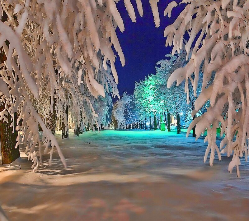 Snow-covered Trees at Night — White, Serene, Photograph, Snow, Lights, Path