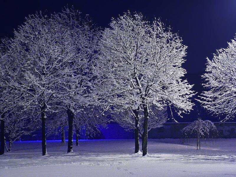 Snow-covered Trees at Night — White, Serene, Photograph, Snow, Night Sky