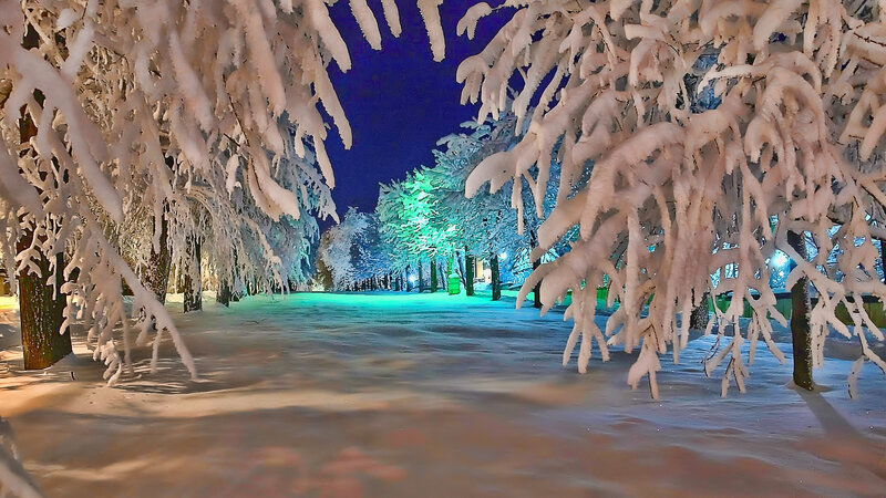 Snow-covered Trees at Night — White, Serene, Photograph, Snow, Path